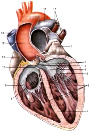 клапан аорты, предсердно-желудочковые клапаны сердца