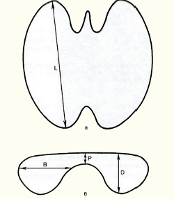 Размеры щитовидной железы