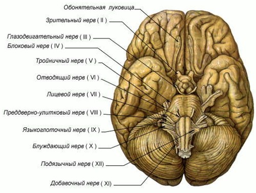 Основание головного мозга человека